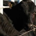 Trump claims deal to cut beef import tariffs to help curb high prices